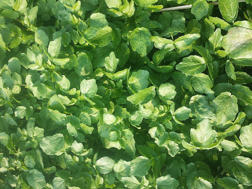 Hydroponically grown watercress