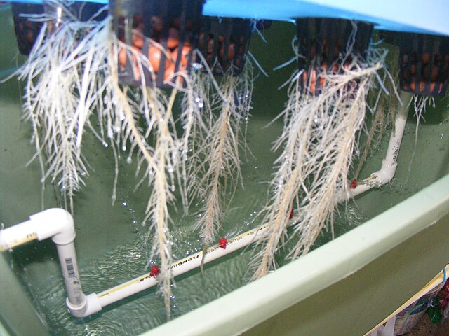 Plant roots in an aeroponics system