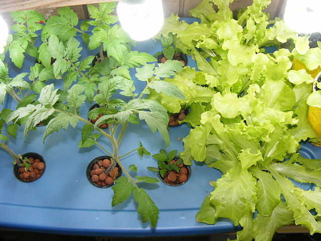 Aeroponically grown lettuce and tomato